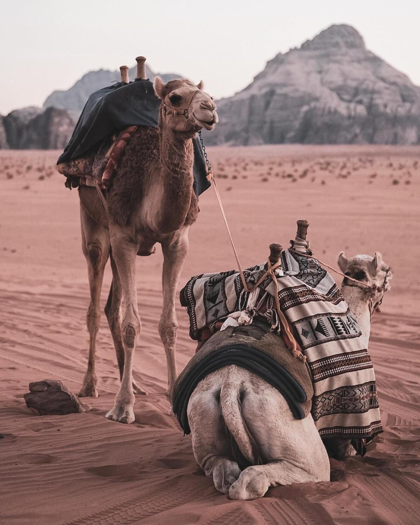 Flower Life Camp Wadi Rum Extérieur photo