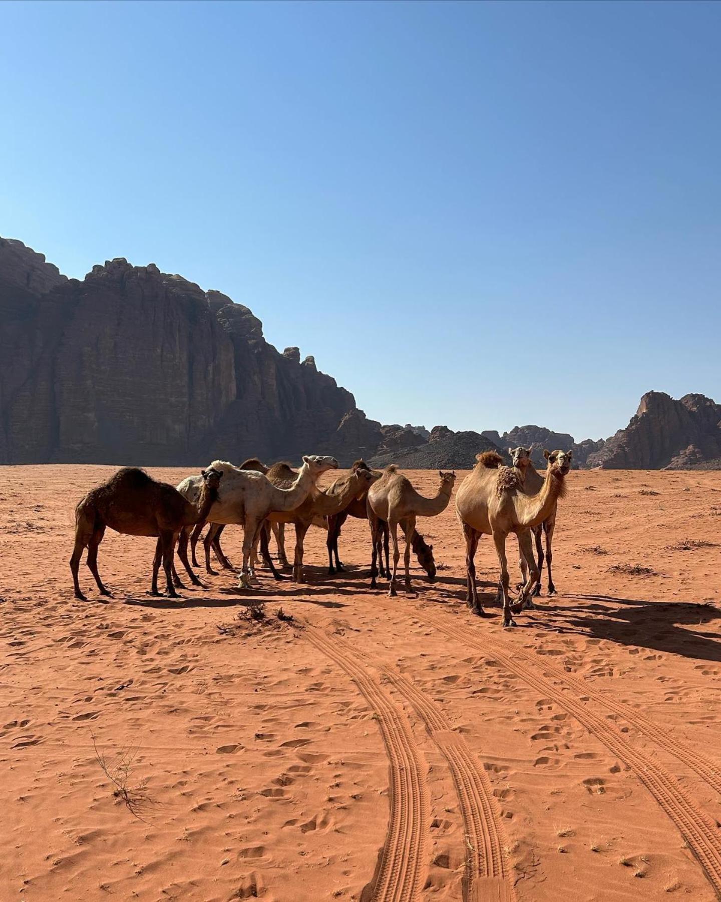 Flower Life Camp Wadi Rum Extérieur photo